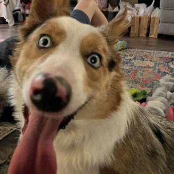 Corgi and Australian Shepherd Dogs Available for Adoption in Tulsa, Oklahoma - Thor | PetCurious