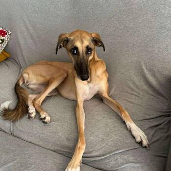 Rescue Saluki Dogs for Adoption in New York, New York - Simone | PetCurious