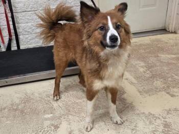 Diane -  Shetland Sheepdog Sheltie Dog for Adoption in St. George, Utah - Diane | PetCurious