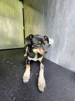 MIJA -  Terrier Dog for Adoption in San Antonio, Texas - MIJA | PetCurious