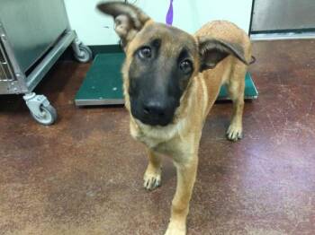 Belgian Shepherd Malinois Dogs Available for Adoption - DUKE | PetCurious