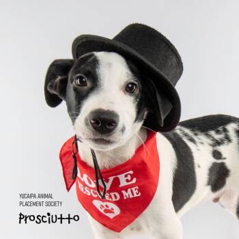 Pit Bull Terrier and Border Collie Dogs Available for Adoption in Yucaipa, California - Rocky/Prosciutto | PetCurious