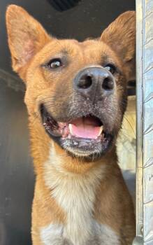 Rescue Mixed Breed Dogs for Adoption in Douglasville, Georgia - Wilee | PetCurious