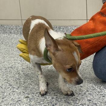 Mickey -  Chihuahua Dog for Adoption in Chicago, Illinois - Mickey | PetCurious