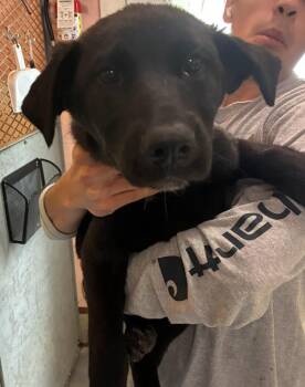 Poppy -  Black Labrador Retriever and Border Collie Dog for Adoption in Thompson Falls, Montana - Poppy | PetCurious