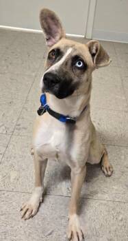 Husky Dogs Available for Adoption - Cleo | PetCurious