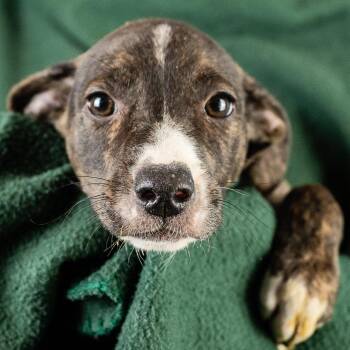 Layla -  Retriever and Hound Dog Available for Adoption in Minneapolis, Minnesota - Layla | PetCurious