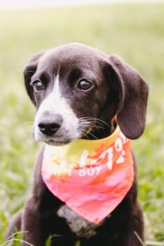 Dachshund Dogs Available for Adoption in Elmsford, New York - Jimmy Available Foster To Adopt | PetCurious