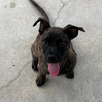 Tart -  Mixed Breed Dog for Adoption - Tart | PetCurious
