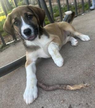 Truffles -  Australian Shepherd and Beagle Dog for Adoption in Wilkesboro, North Carolina - Truffles | PetCurious