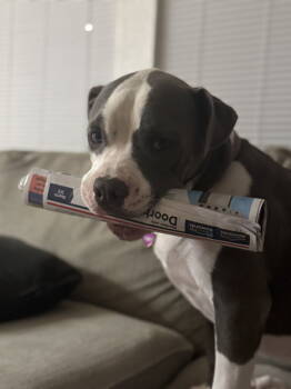 Rescue Pit Bull Terrier Dogs for Adoption in Woodland, California - Salem | PetCurious