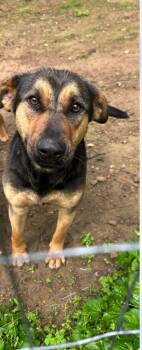 Rescue Rottweiler Dogs for Adoption - Lola | PetCurious