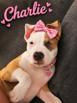 Charlie -  Boxer and American Bully Dog for Adoption in Mansfield, Texas - Charlie | PetCurious