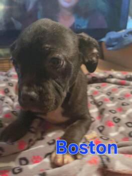 Boston Terrier and Chihuahua Dogs Available for Adoption in Dallas, Texas - Boston | PetCurious