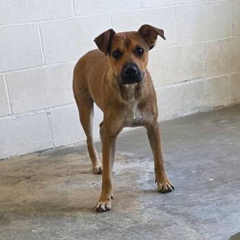 Peanut 1401 -  Mixed Breed Dog for Adoption in Loxahatchee Groves, Florida - Peanut 1401 | PetCurious