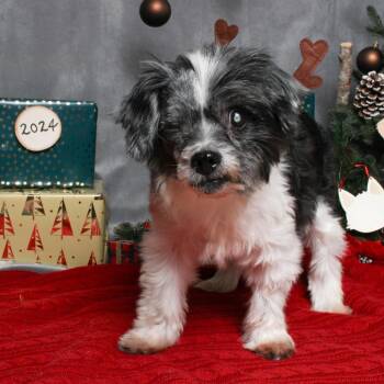 Yoko D17184 (Sponsored) -  Poodle and Mixed Breed Dog for Adoption in Minnetonka, Minnesota - Yoko D17184 (Sponsored) | PetCurious