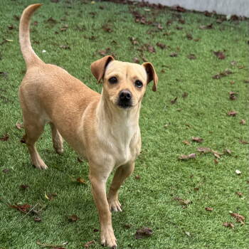 Rescue Chihuahua Dogs for Adoption in Oakland, California - Chikis | PetCurious