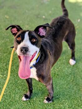 26-99 -  Pit Bull Terrier Dog for Adoption in Ridgecrest, California - 26-99 | PetCurious