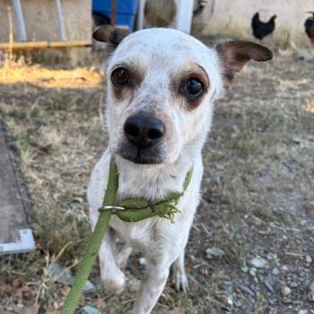 Tammy -  Australian Cattle Dog Blue Heeler and Terrier Dog for Adoption in St. Augustine, Florida - Tammy | PetCurious