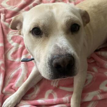 Lilah -  Labrador Retriever Dog for Adoption in Liverpool, Texas - Lilah | PetCurious