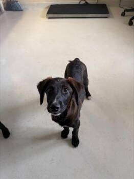 MOOSE -  Labrador Retriever and Mixed Breed Dog for Adoption in Santa Cruz, California - MOOSE | PetCurious