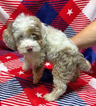 MARIO (ohiosdrescue(at)gmail.com) -  Cockapoo Dog Available for Adoption in Rossford, Ohio - MARIO (ohiosdrescue(at)gmail.com) | PetCurious