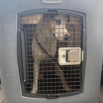 Jesse -  Mixed Breed Dog for Adoption in Lake Jackson, Texas - Jesse | PetCurious