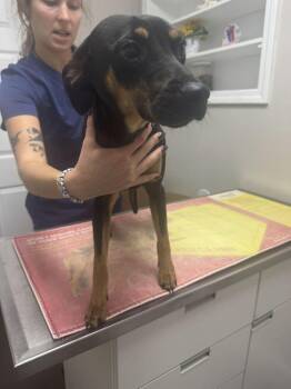 Canopy -  Miniature Pinscher Dog for Adoption in Marietta, Georgia - Canopy | PetCurious
