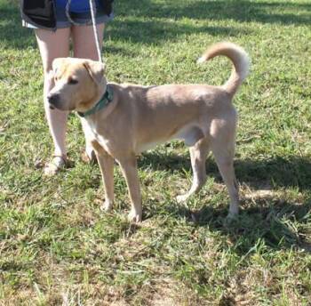Chuck+ -  Mixed Breed Dog for Adoption in Elk Grove Village, Illinois - Chuck+ | PetCurious