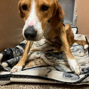 Lasagna -  Hound Dog for Adoption in Lyndhurst, Virginia - Lasagna | PetCurious