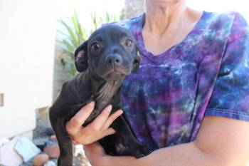 Rescue Chihuahua and Dachshund Dogs for Adoption in Imperial Beach, California - Molly | PetCurious