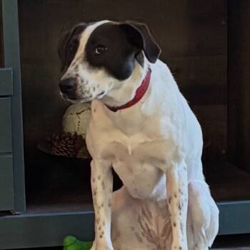 Rescue Mixed Breed Dogs for Adoption in Fredericksburg, Virginia - Maize | PetCurious