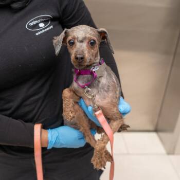 Yorkshire Terrier and Poodle Dogs Available for Adoption - Estrella | PetCurious