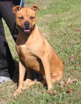 Rescue Boxer and Terrier Dogs for Adoption in Marietta, Ohio - Henry (Neutered) | PetCurious