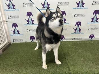 Siberian Husky Dogs Available for Adoption in Orlando, Florida - BENTLEY | PetCurious
