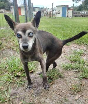 Larissa -  Chihuahua Dog for Adoption in Winter Garden, Florida - Larissa | PetCurious