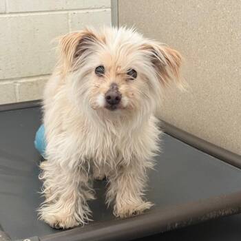 Tater Tot -  Terrier Dog for Adoption in Rifle, Colorado - Tater Tot | PetCurious