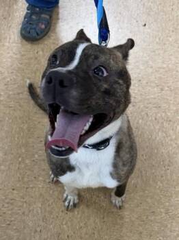 Churru -  Pit Bull Terrier and Mixed Breed Dog for Adoption in San Antonio, Texas - Churru | PetCurious