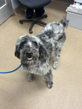 Rescue Mixed Breed Dogs for Adoption in Atlanta, Georgia - Ashton | PetCurious