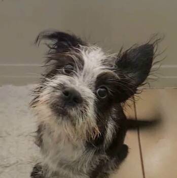 Puffin -  Wirehaired Terrier and Border Collie Dog for Adoption in Homestead, Florida - Puffin | PetCurious