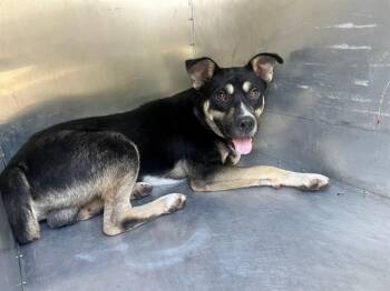 LEIF -  Labrador Retriever and Mixed Breed Dog for Adoption in Rowlett, Texas - LEIF | PetCurious