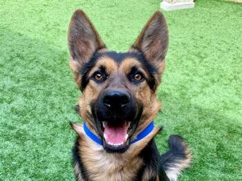 STERLING -  German Shepherd Dog and Mixed Breed Dog for Adoption in Moreno Valley, California - STERLING | PetCurious