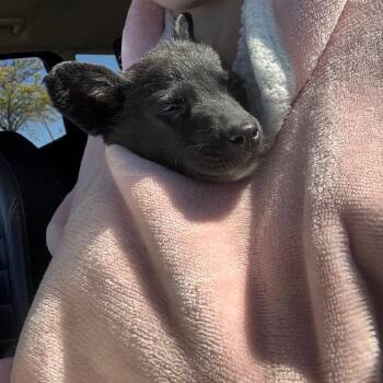 Susanna -  Mixed Breed Dog for Adoption in Buffalo, Minnesota - Susanna | PetCurious