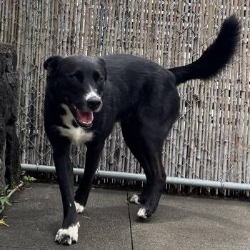 Stay Hold: Kojo -  Mixed Breed Dog for Adoption in Keaau, Hawaii - Stay Hold: Kojo | PetCurious