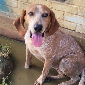 Little Ann -  Coonhound Dog for Adoption in West Point, Mississippi - Little Ann | PetCurious