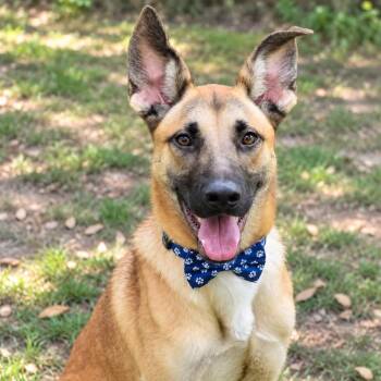ACE GS -  German Shepherd Dog and Belgian Shepherd Malinois Dog for Adoption in Lucas, Texas - ACE GS | PetCurious