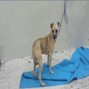 Chihuahua and Jack Russell Terrier Dogs Available for Adoption - Cookie D10606 | PetCurious