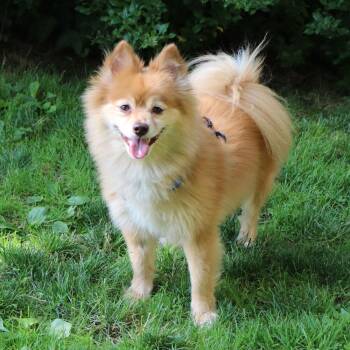 Brooklyn -  Pomeranian Dog for Adoption in Port Washington, New York - Brooklyn | PetCurious