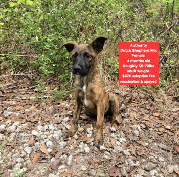 Dutch Shepherd Dogs Available for Adoption - Authority  | PetCurious