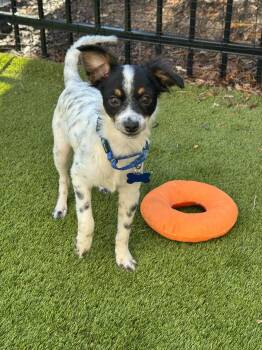Jimothy -  Chihuahua Dog for Adoption in De Pere, Wisconsin - Jimothy | PetCurious